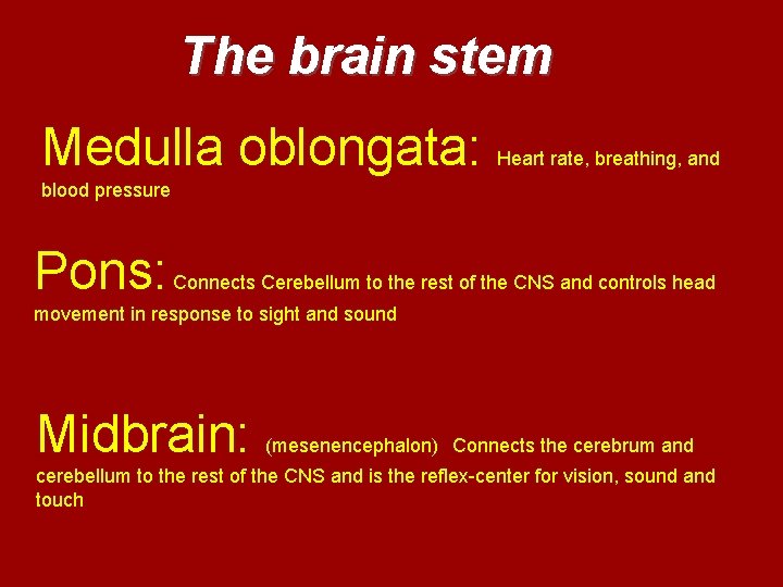 The brain stem Medulla oblongata: Heart rate, breathing, and blood pressure Pons: Connects Cerebellum