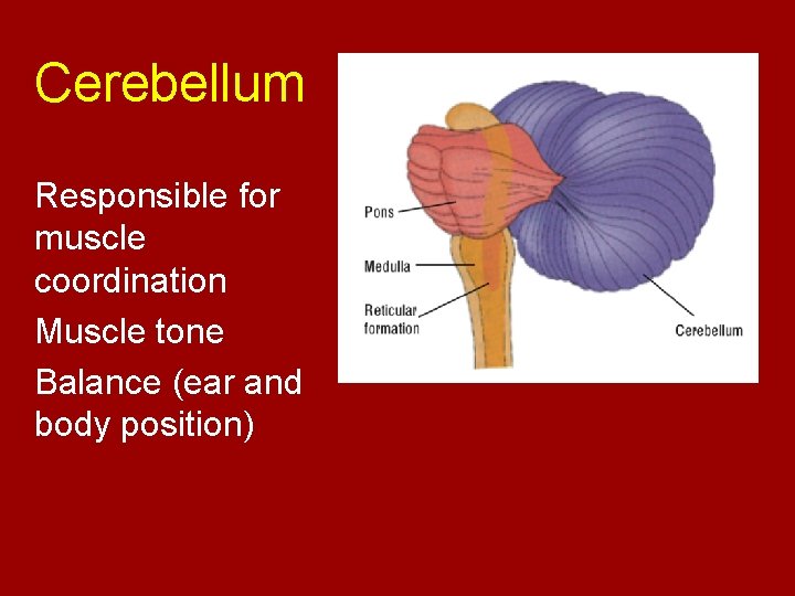 Cerebellum Responsible for muscle coordination Muscle tone Balance (ear and body position) 