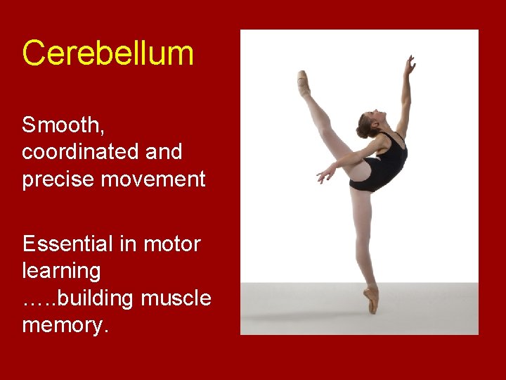 Cerebellum Smooth, coordinated and precise movement Essential in motor learning …. . building muscle