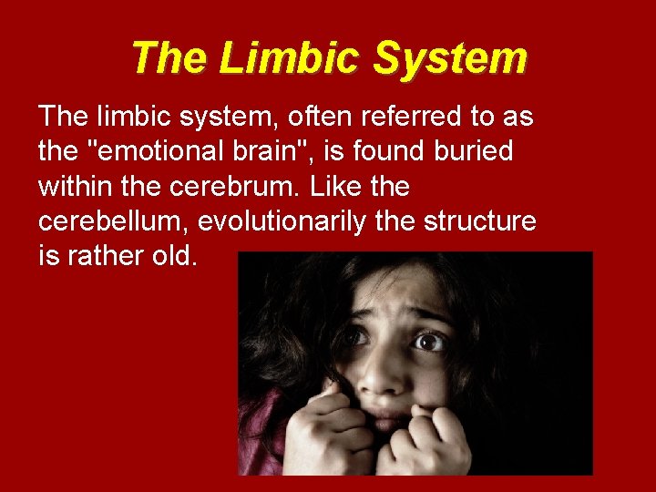 The Limbic System The limbic system, often referred to as the "emotional brain", is