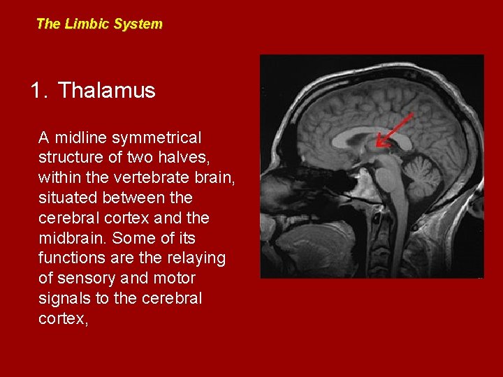 The Limbic System 1. Thalamus A midline symmetrical structure of two halves, within the