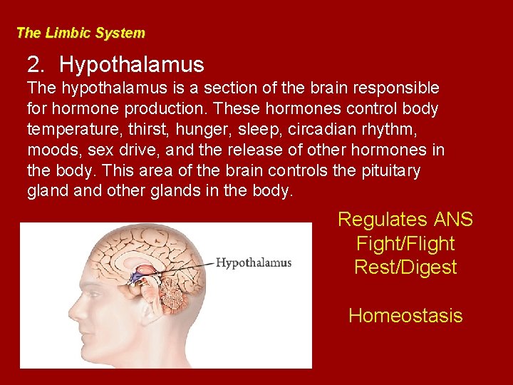 The Limbic System 2. Hypothalamus The hypothalamus is a section of the brain responsible