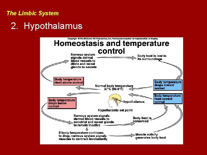 The Limbic System 2. Hypothalamus 