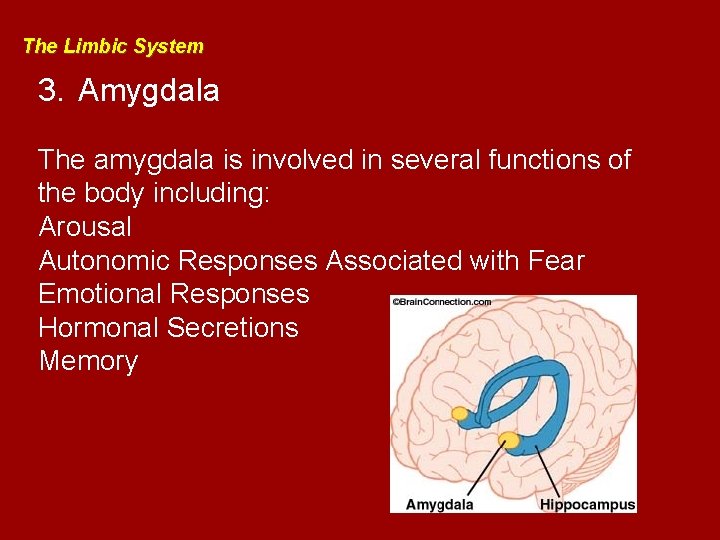 The Limbic System 3. Amygdala The amygdala is involved in several functions of the