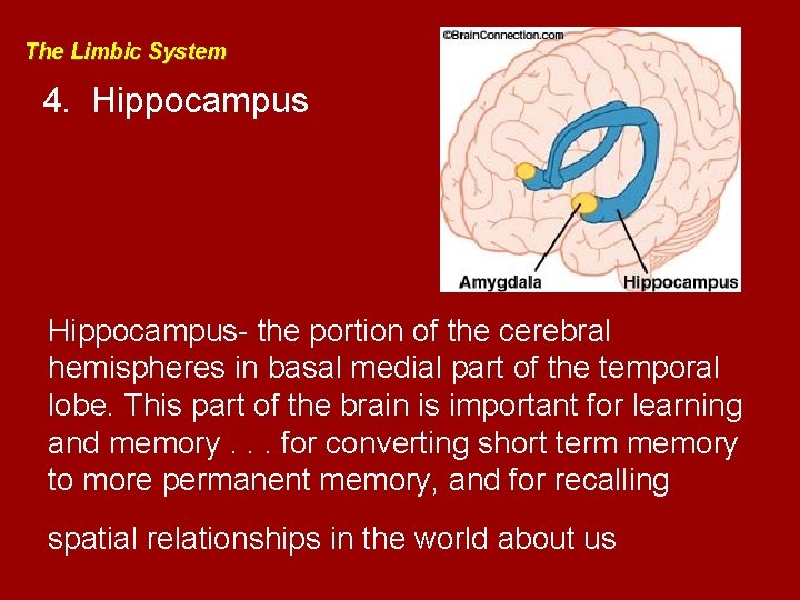 The Limbic System 4. Hippocampus- the portion of the cerebral hemispheres in basal medial