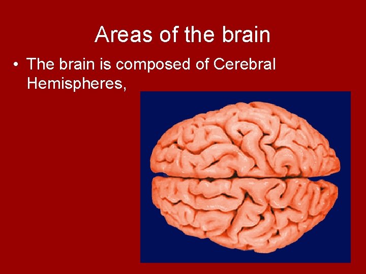 Areas of the brain • The brain is composed of Cerebral Hemispheres, 