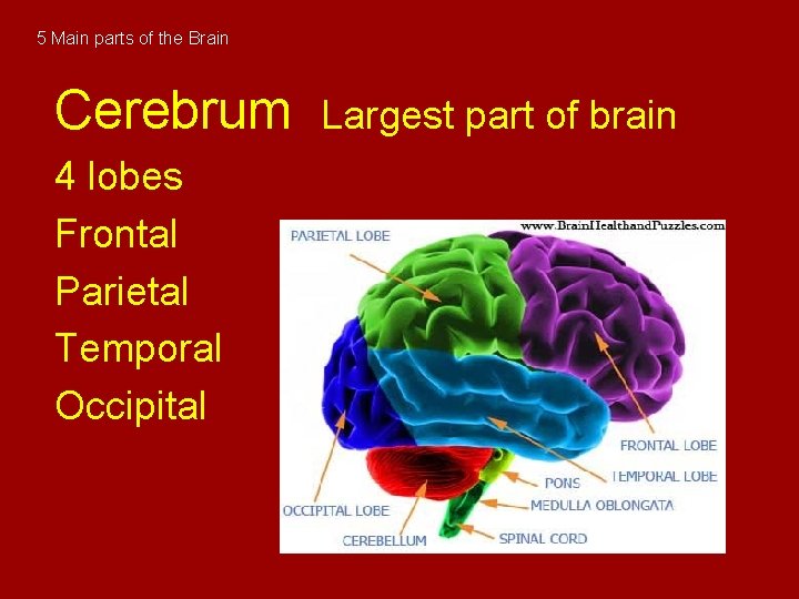 5 Main parts of the Brain Cerebrum 4 lobes Frontal Parietal Temporal Occipital Largest