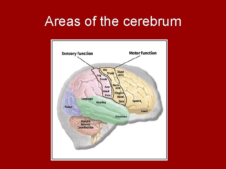 Areas of the cerebrum 