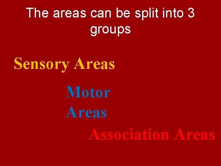The areas can be split into 3 groups Sensory Areas Motor Areas Association Areas