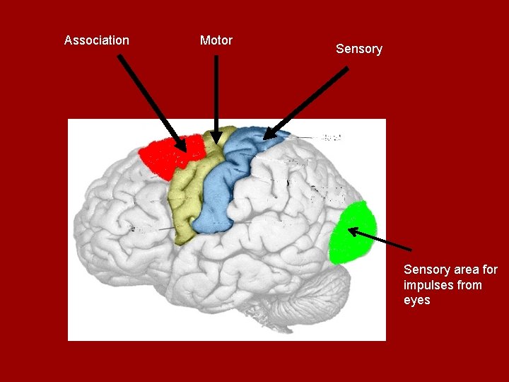 Association Motor Sensory area for impulses from eyes 