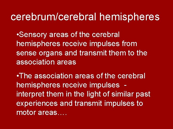 cerebrum/cerebral hemispheres • Sensory areas of the cerebral hemispheres receive impulses from sense organs