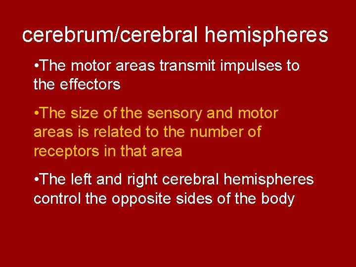 cerebrum/cerebral hemispheres • The motor areas transmit impulses to the effectors • The size