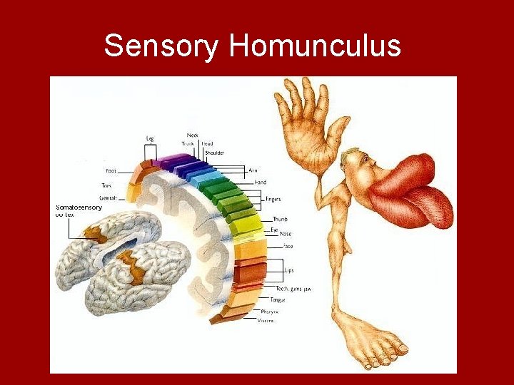 Sensory Homunculus 