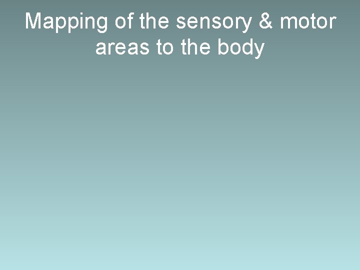 Mapping of the sensory & motor areas to the body 