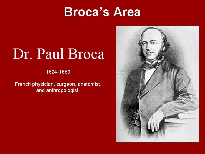 Broca’s Area Dr. Paul Broca 1824 -1880 French physician, surgeon, anatomist, and anthropologist. 