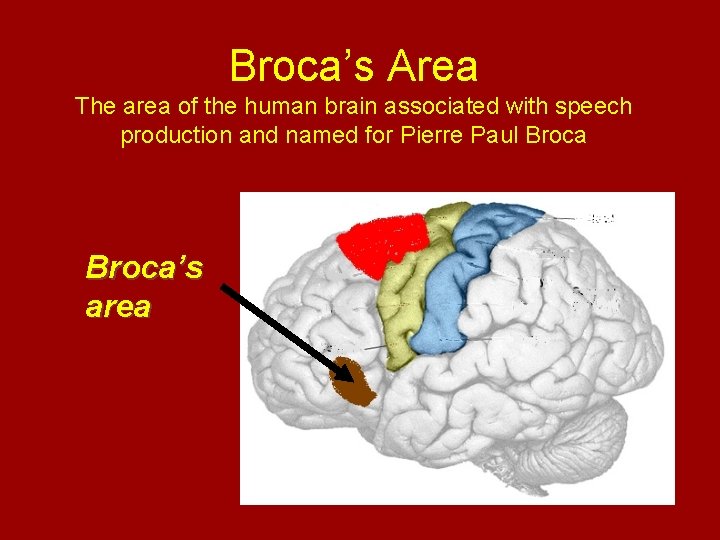 Broca’s Area The area of the human brain associated with speech production and named
