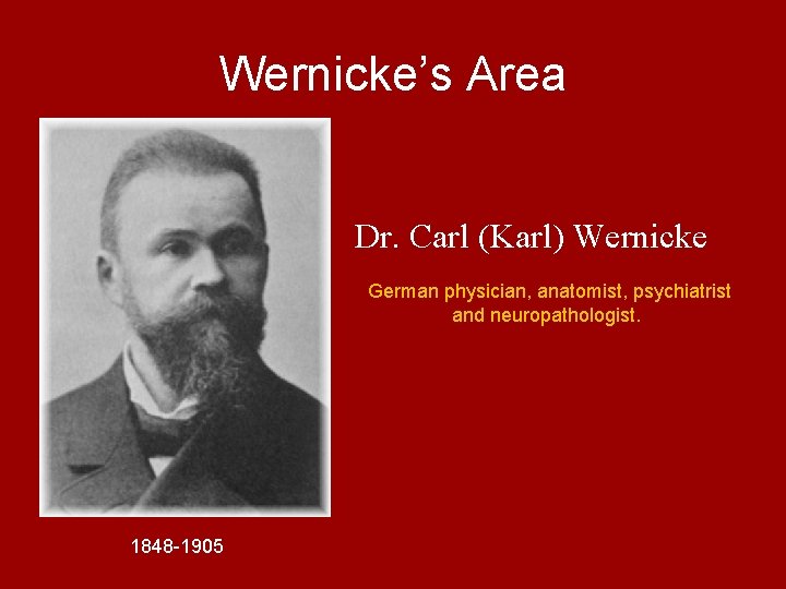 Wernicke’s Area Dr. Carl (Karl) Wernicke German physician, anatomist, psychiatrist and neuropathologist. 1848 -1905