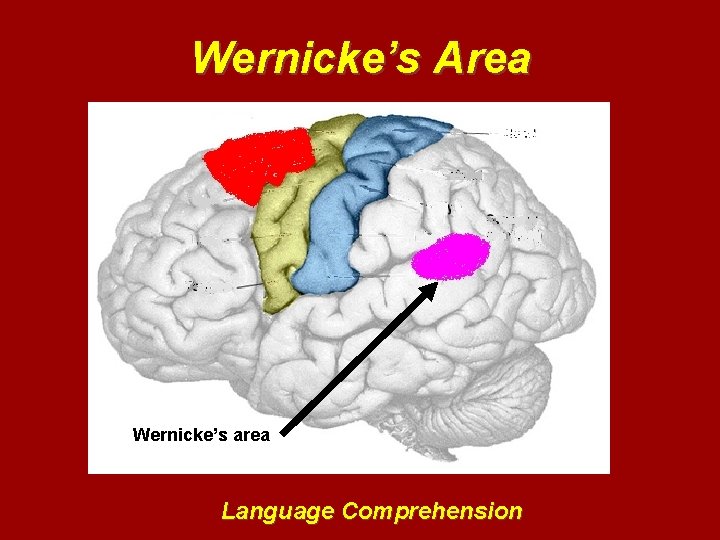 Wernicke’s Area Wernicke’s area Language Comprehension 