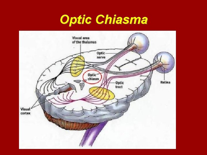 Optic Chiasma 