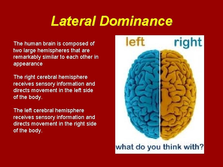 Lateral Dominance The human brain is composed of two large hemispheres that are remarkably
