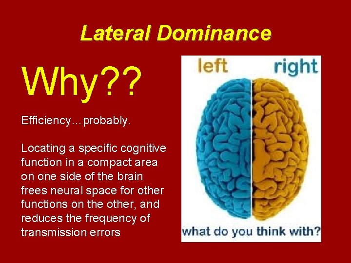 Lateral Dominance Why? ? Efficiency…probably. Locating a specific cognitive function in a compact area