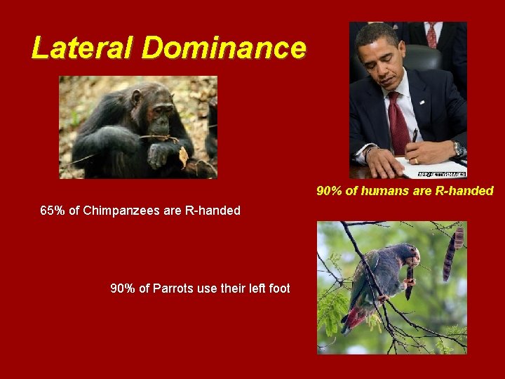 Lateral Dominance 90% of humans are R-handed 65% of Chimpanzees are R-handed 90% of