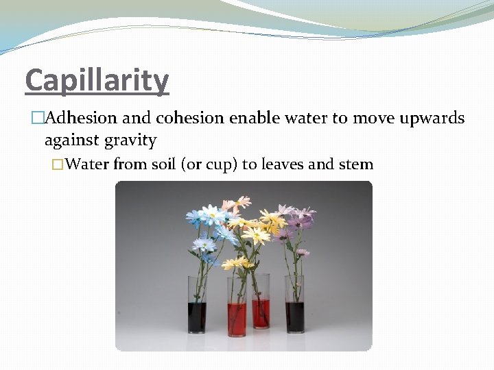 Capillarity �Adhesion and cohesion enable water to move upwards against gravity �Water from soil