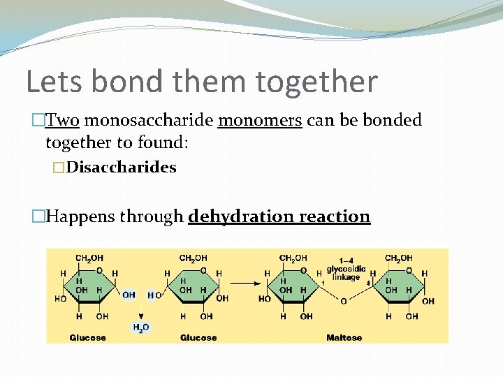 Lets bond them together �Two monosaccharide monomers can be bonded together to found: �Disaccharides