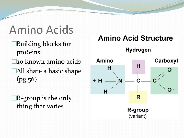 Amino Acids �Building blocks for proteins � 20 known amino acids �All share a
