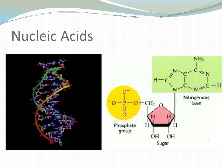 Nucleic Acids 