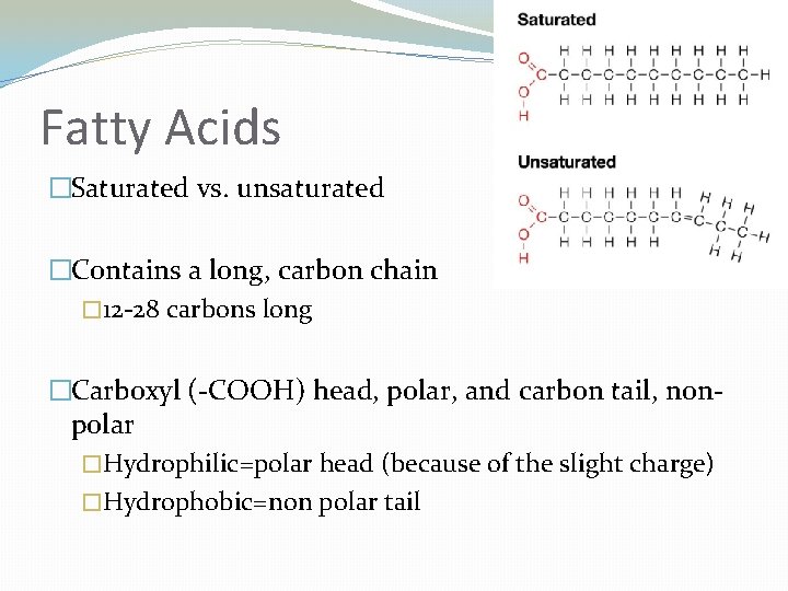 Fatty Acids �Saturated vs. unsaturated �Contains a long, carbon chain � 12 -28 carbons