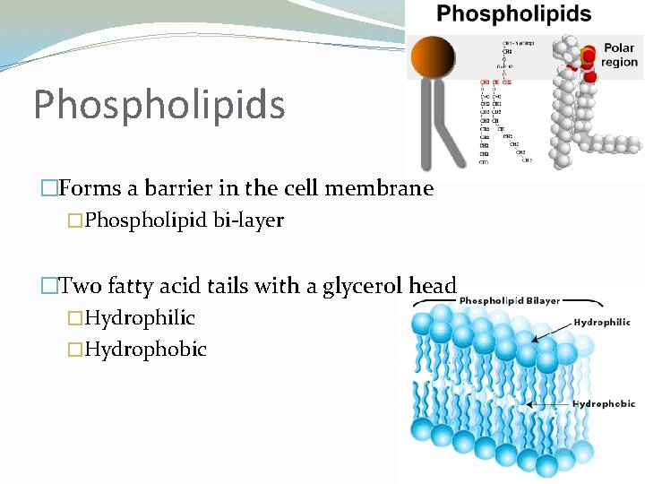 Phospholipids �Forms a barrier in the cell membrane �Phospholipid bi-layer �Two fatty acid tails