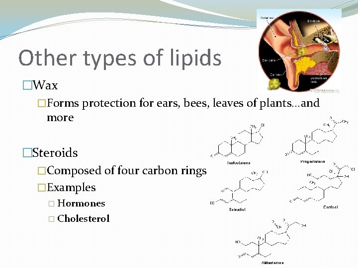Other types of lipids �Wax �Forms protection for ears, bees, leaves of plants. .