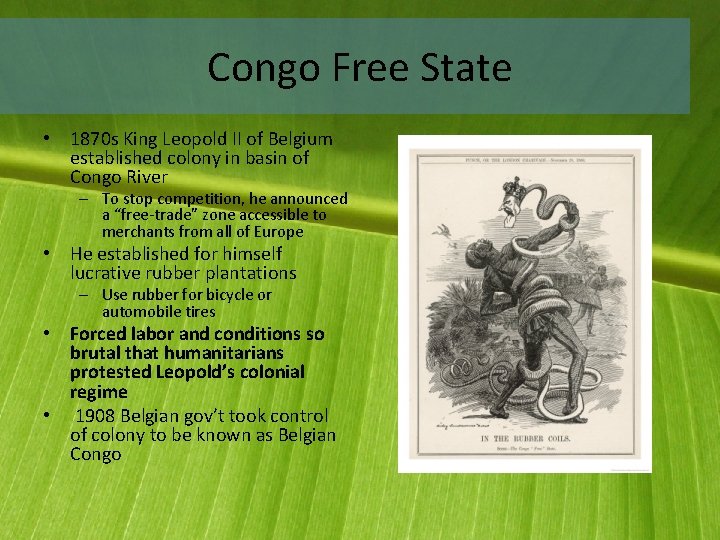 Congo Free State • 1870 s King Leopold II of Belgium established colony in