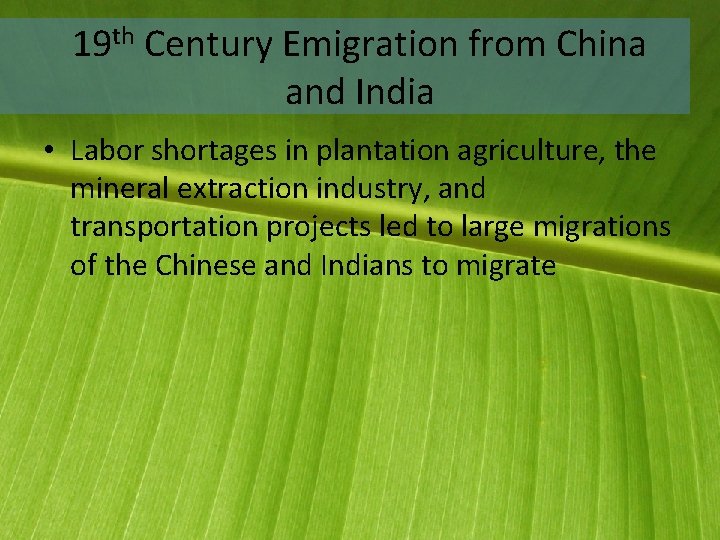 19 th Century Emigration from China and India • Labor shortages in plantation agriculture,