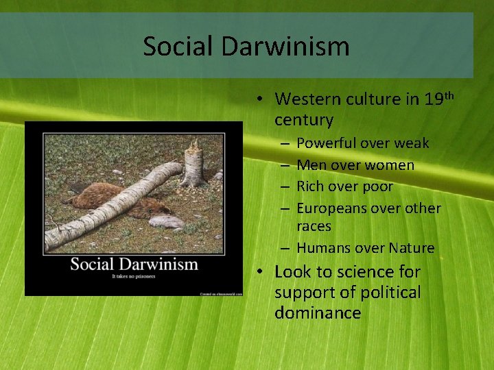 Social Darwinism • Western culture in 19 th century Powerful over weak Men over