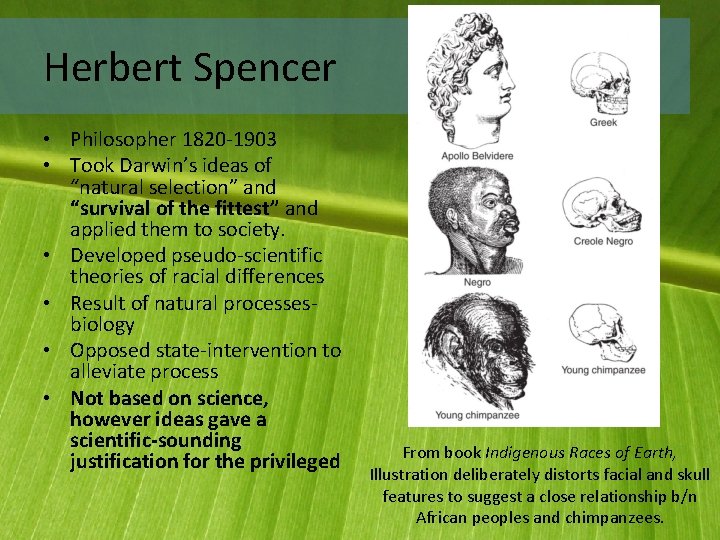 Herbert Spencer • Philosopher 1820 -1903 • Took Darwin’s ideas of “natural selection” and