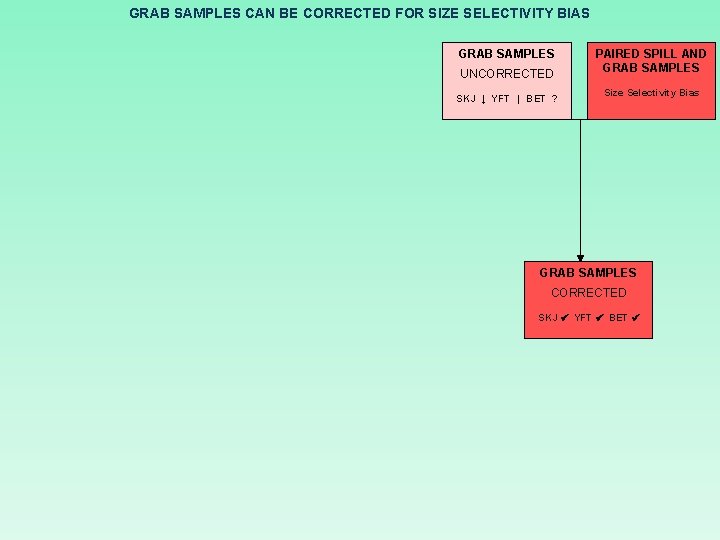 GRAB SAMPLES CAN BE CORRECTED FOR SIZE SELECTIVITY BIAS GRAB SAMPLES UNCORRECTED SKJ ↓