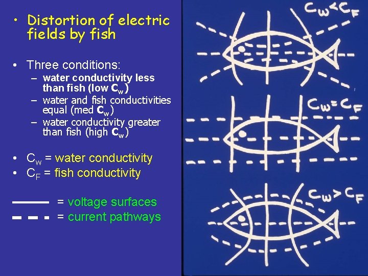  • Distortion of electric fields by fish • Three conditions: – water conductivity