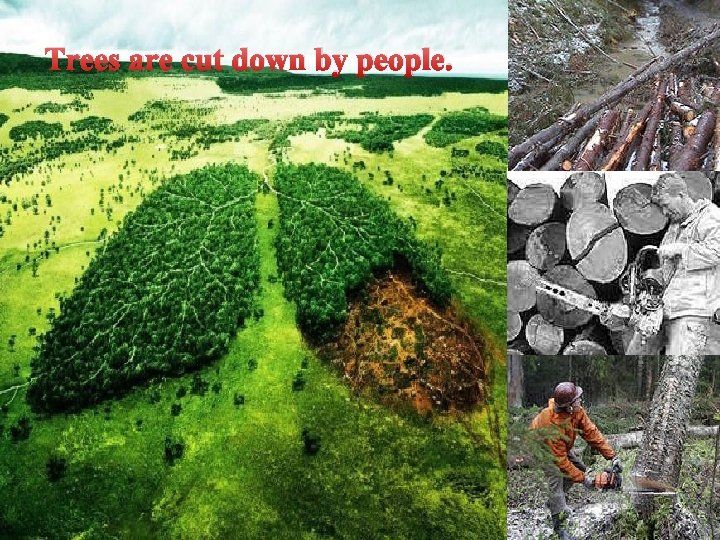 Trees are cut down by people. 