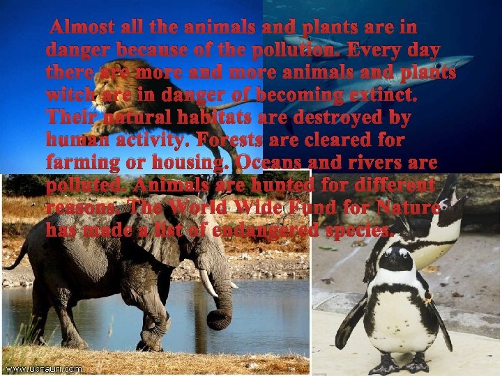 Almost all the animals and plants are in danger because of the pollution. Every
