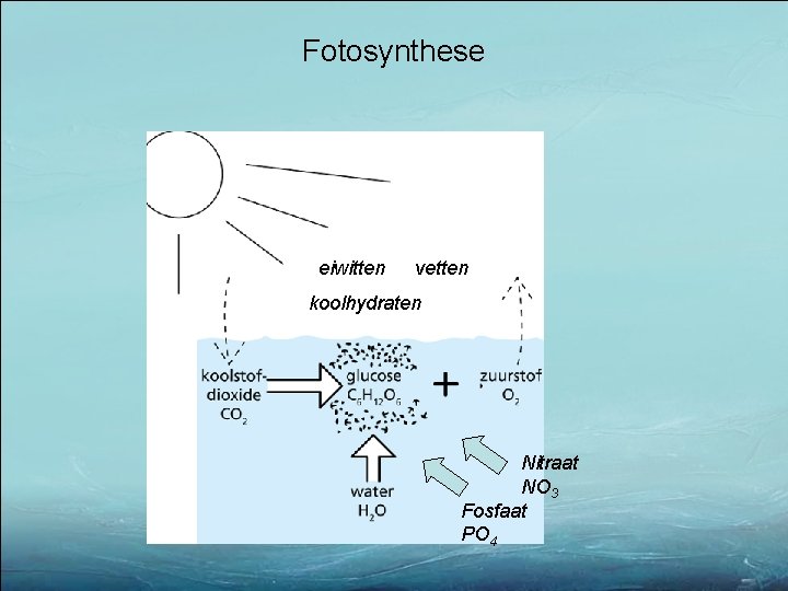 Fotosynthese eiwitten vetten koolhydraten Nitraat NO 3 Fosfaat PO 4 