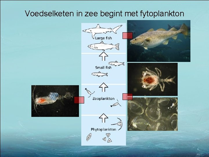 Voedselketen in zee begint met fytoplankton 