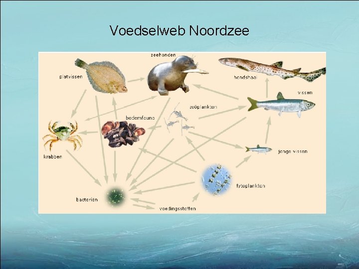 Voedselweb Noordzee 