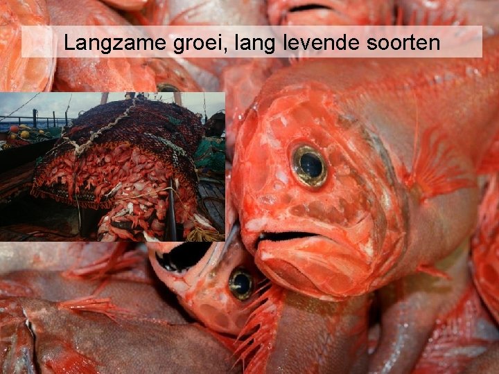 Langzame groei, lang levende soorten 28 