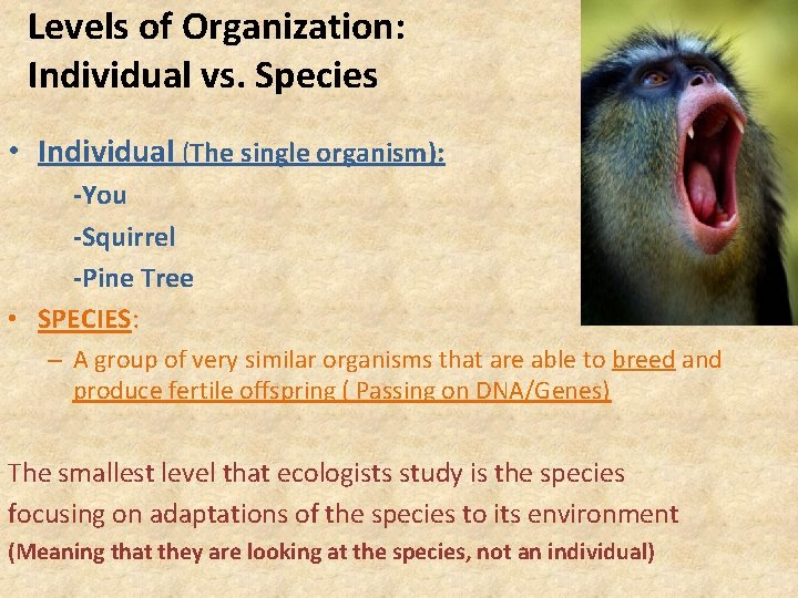 Levels of Organization: Individual vs. Species • Individual (The single organism): -You -Squirrel -Pine