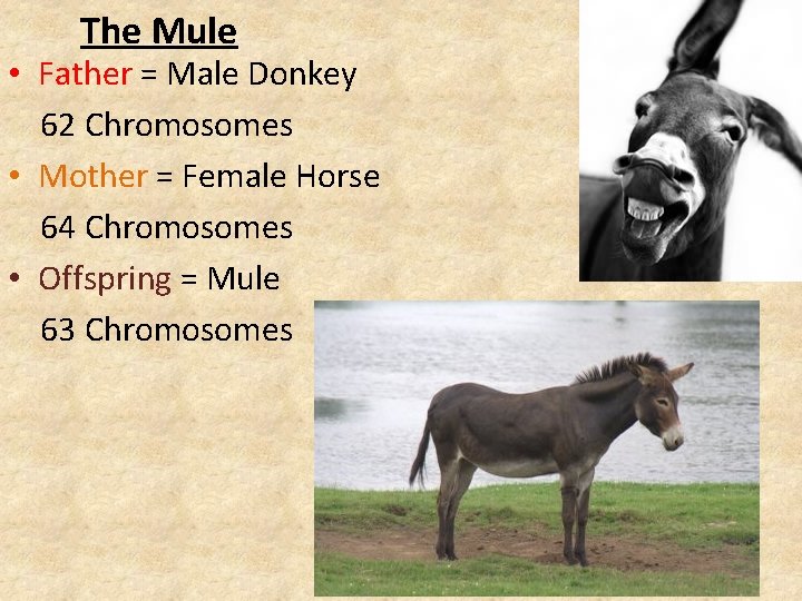 The Mule • Father = Male Donkey 62 Chromosomes • Mother = Female Horse