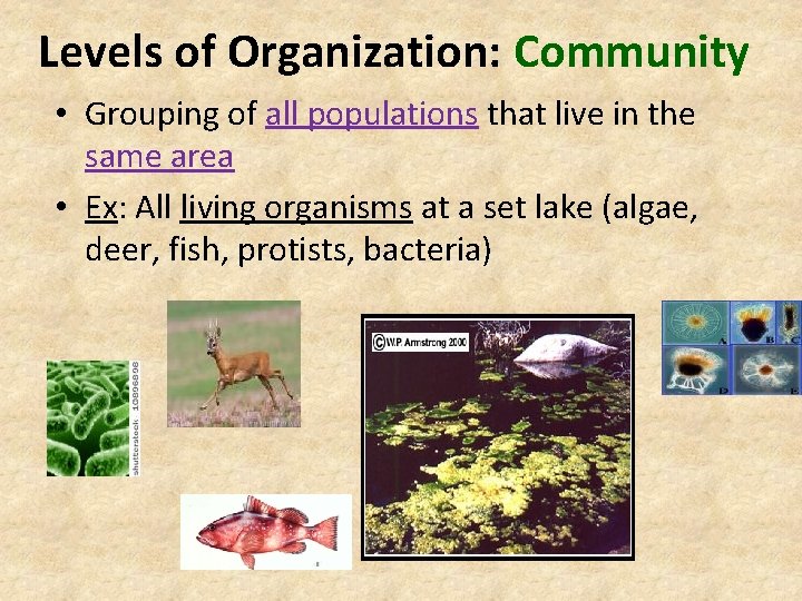 Levels of Organization: Community • Grouping of all populations that live in the same