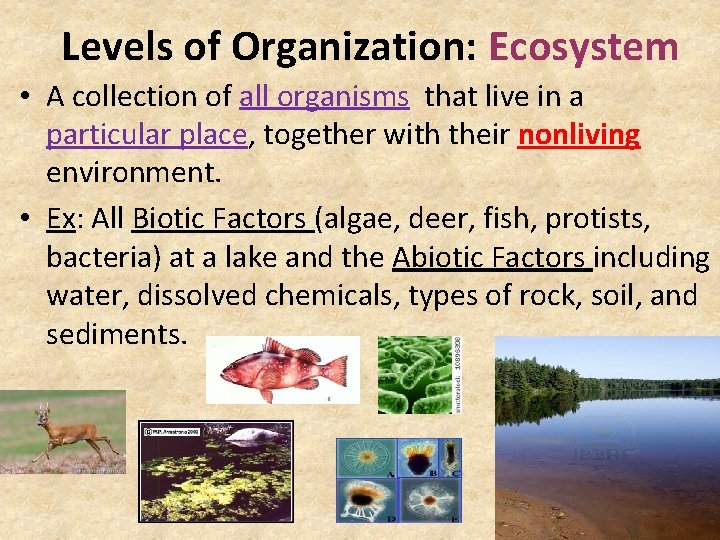 Levels of Organization: Ecosystem • A collection of all organisms that live in a