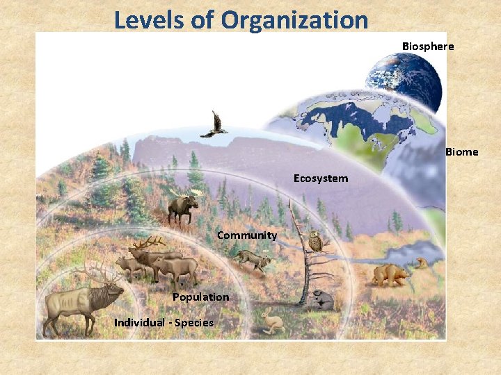 Levels of Organization Biosphere Biome Ecosystem Community Population Individual - Species 